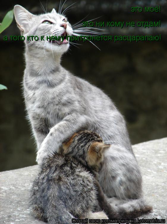 Котоматрица: это моё! это ни кому не отдам! а того кто к нему притронется:расцарапаю!