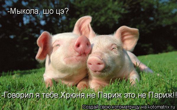 Котоматрица: -Мыкола, шо цэ? -Говорил я тебе,Хрюня,не Париж это,не Париж!!!