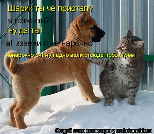 Котоматрица: Шарик ты чё пристал? я пристал?  ну да ты! а! извени я не нарочно! ненарочно он! ну ладно вали отсюда побыстрее!