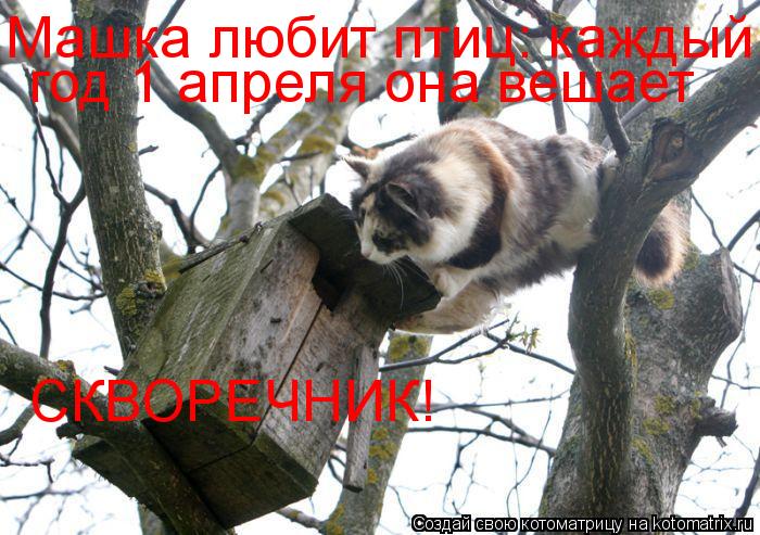 Котоматрица: Машка любит птиц: каждый год 1 апреля она вешает СКВОРЕЧНИК!