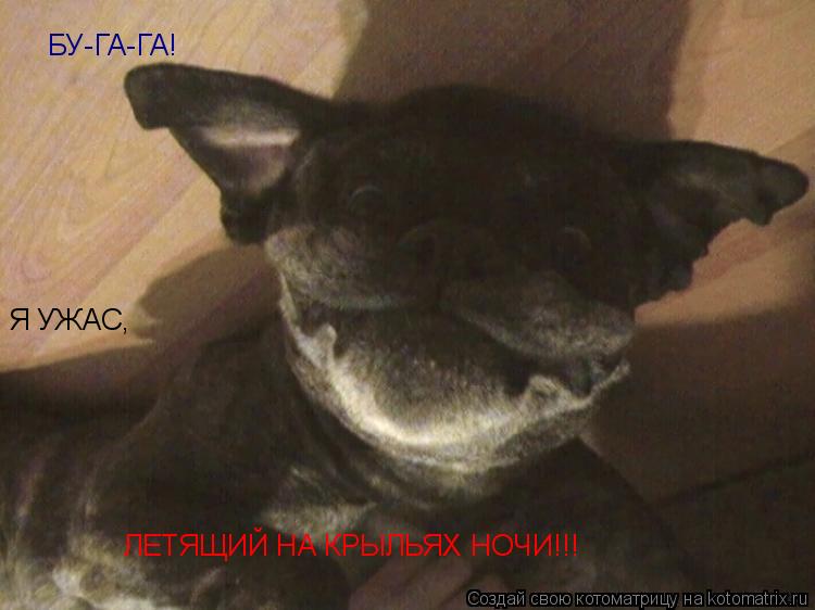 Котоматрица: БУ-ГА-ГА!   ЛЕТЯЩИЙ НА КРЫЛЬЯХ НОЧИ!!! Я УЖАС,