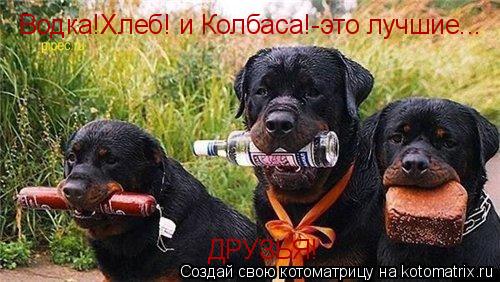 Котоматрица: Водка!Хлеб! и Колбаса!-это лучшие... ДРУЗЬЯ!