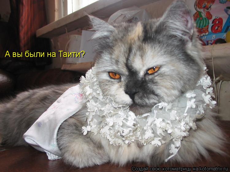 Котоматрица: А вы были на Таити?