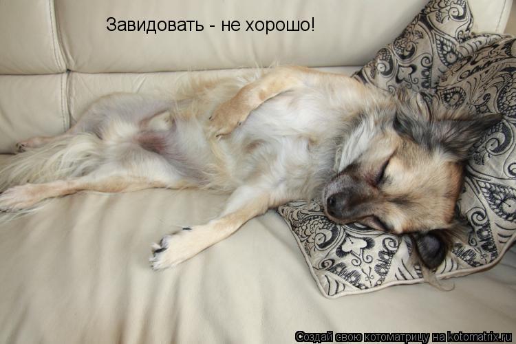 Котоматрица: Завидовать - не хорошо!