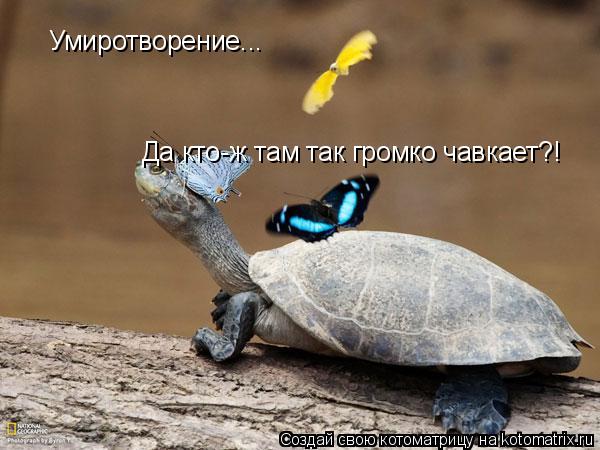 Котоматрица: Умиротворение... Да кто-ж там так громко чавкает?!