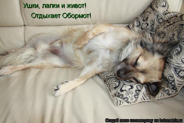 Котоматрица: Отдыхает Обормот! Ушки, лапки и живот!