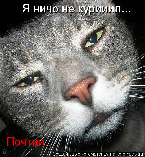 Котоматрица: Я ничо не курииил... Почтии..