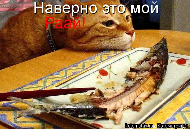 Котоматрица: Наверно это мой Раай!
