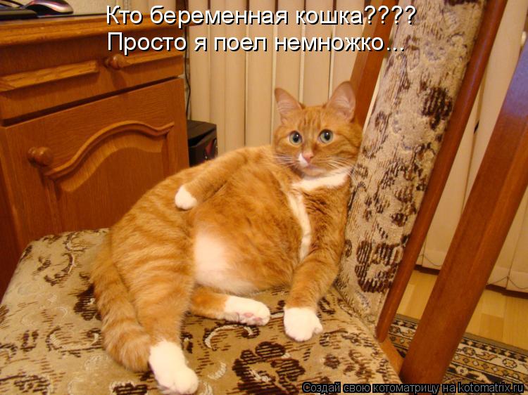 Кто беременная кошка???? Просто я поел немножко...... Котоматрица: Кто беременная кошка???? Просто я поел немножко...