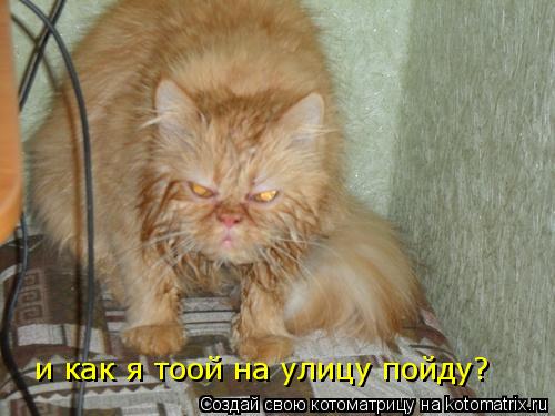 и как я тоой на улицу пойду?... Котоматрица: и как я тоой на улицу пойду?