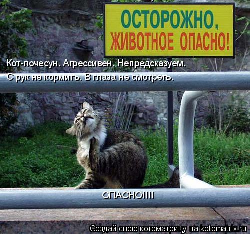 Кот-почесун. Агрессивен. Непредсказуем. С рук не кормить. В глаза не смотреть. ОПАСНО!!!!... Котоматрица: Кот-почесун. Агрессивен. Непредсказуем. С рук не кормить. В глаза не смотреть. ОПАСНО!!!!