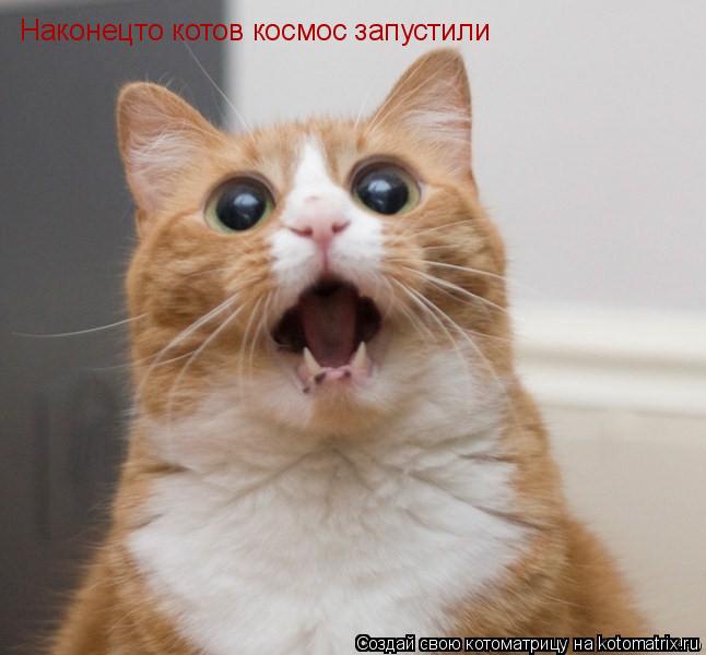 Наконецто котов космос запустили... Котоматрица: Наконецто котов космос запустили