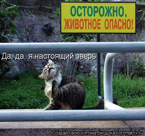 Котоматрица: Да, да, я настоящий зверь
