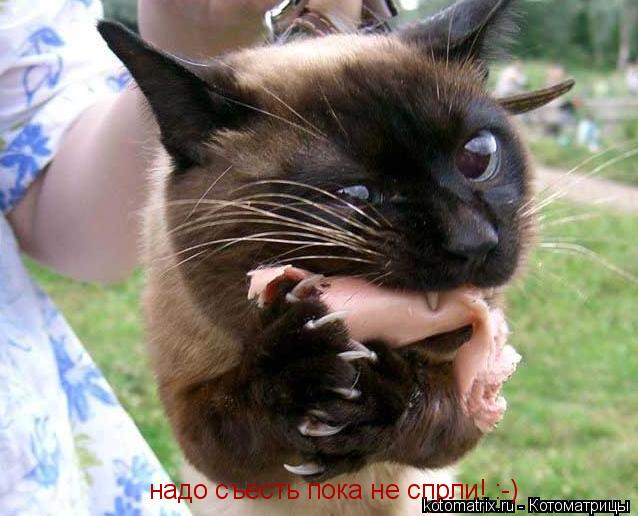 Котоматрица: надо съесть пока не спрли! :-)