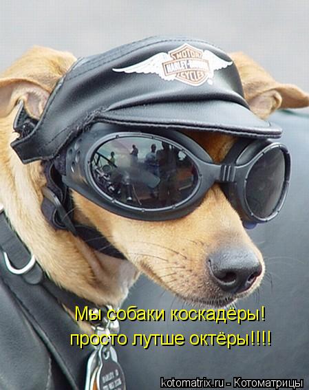 Котоматрица: Мы собаки коскадёры!                                                                                         Мы собаки коскадёры!                     