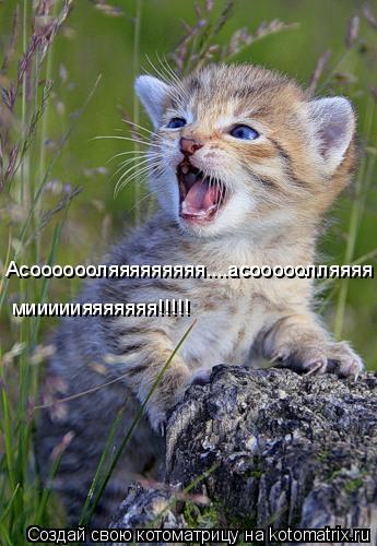 Котоматрица: Асооооооляяяяяяяяя....асооооолляяяя мииииияяяяяяя!!!!!
