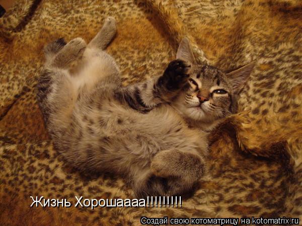 Котоматрица: Жизнь Хорошаааа!!!!!!!!!