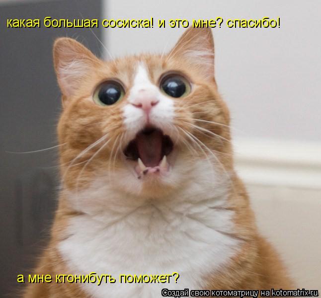 Котоматрица: какая большая сосиска! и это мне? спасибо! а мне ктонибуть поможет?