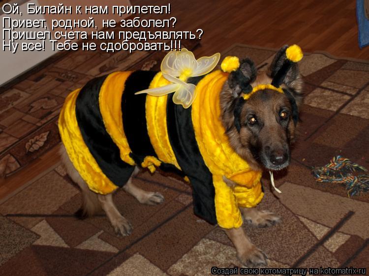 Котоматрица: Ой, Билайн к нам прилетел! Привет, родной, не заболел? Пришел счета нам предъявлять? Ну все! Тебе не сдобровать!!!