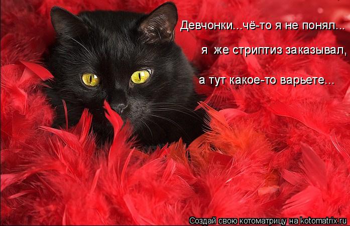 Девчонки...чё-то я не понял... я же стриптиз заказывал, я же стриптиз заказывал, а тут какое-то ва... Котоматрица: Девчонки...чё-то я не понял... я же стриптиз заказывал, я же стриптиз заказывал, а тут какое-то варьете... а тут какое-то варьете...