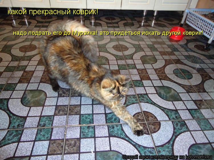 какой прекрасный коврик! надо подрать его до Мурзика! ато придёться искать другой коврик!... Котоматрица: какой прекрасный коврик! надо подрать его до Мурзика! ато придёться искать другой коврик!