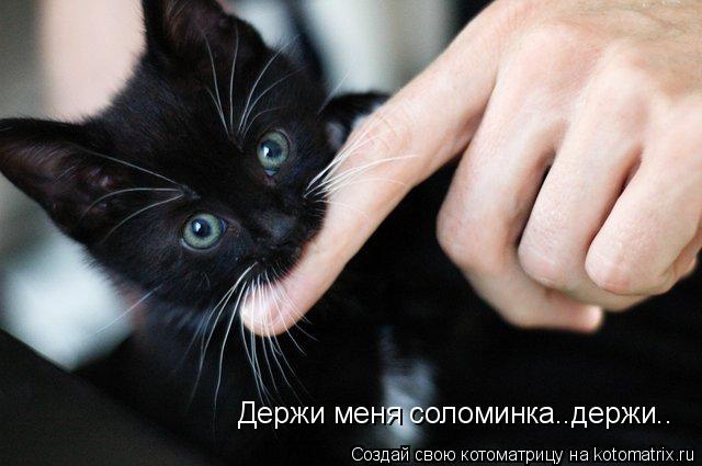 Держи меня соломинка..держи..... Котоматрица: Держи меня соломинка..держи..