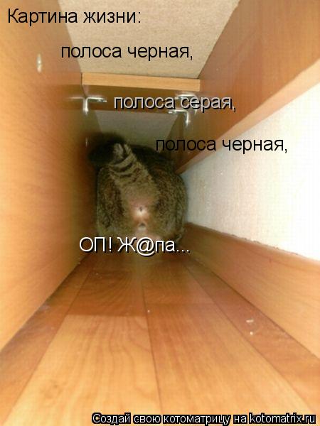 Картина жизни: ОП! Ж@па... полоса черная, полоса серая, полоса черная,... Котоматрица: Картина жизни: ОП! Ж@па... полоса черная, полоса серая, полоса черная,