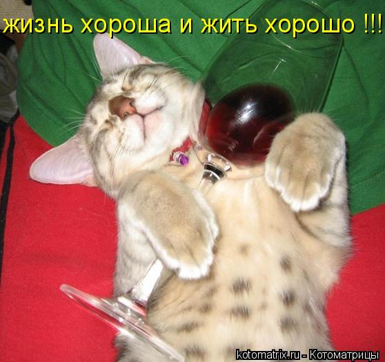 жизнь хороша и жить хорошо !!!... Котоматрица: жизнь хороша и жить хорошо !!!