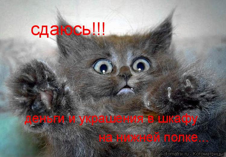 сдаюсь!!! деньги и украшения в шкафу на нижней полке...... Котоматрица: сдаюсь!!! деньги и украшения в шкафу на нижней полке...