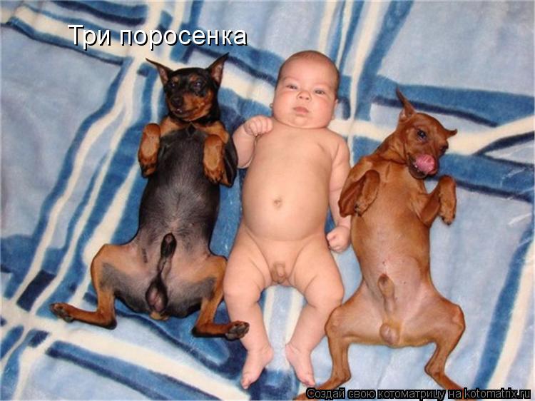 Три поросенка... Котоматрица: Три поросенка