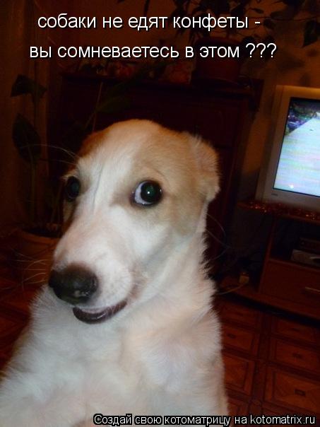 собаки не едят конфеты - вы сомневаетесь в этом ???... Котоматрица: собаки не едят конфеты - вы сомневаетесь в этом ???