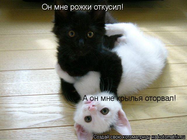 Он мне рожки откусил! А он мне крылья оторвал!... Котоматрица: Он мне рожки откусил! А он мне крылья оторвал!