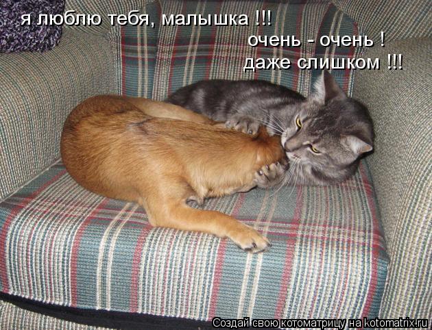я люблю тебя, малышка !!! очень - очень ! даже слишком !!!... Котоматрица: я люблю тебя, малышка !!! очень - очень ! даже слишком !!!