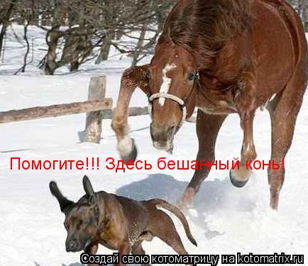 Помогите!!! Здесь бешанный конь!... Котоматрица: Помогите!!! Здесь бешанный конь!