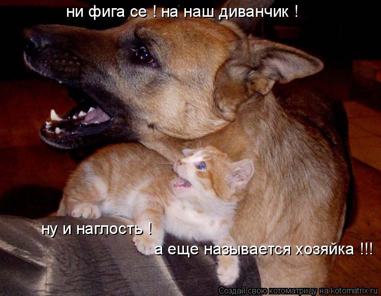 ни фига се ! на наш диванчик ! ну и наглость ! а еще называется хозяйка !!!... Котоматрица: ни фига се ! на наш диванчик ! ну и наглость ! а еще называется хозяйка !!!