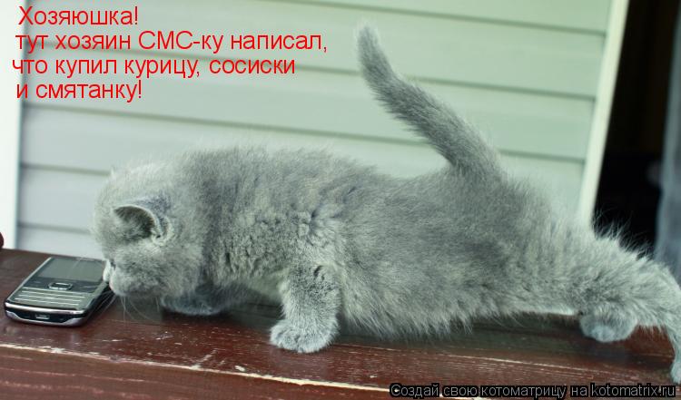 Хозяюшка! тут хозяин СМС-ку написал, что купил курицу, сосиски и смятанку!... Котоматрица: Хозяюшка! тут хозяин СМС-ку написал, что купил курицу, сосиски и смятанку!