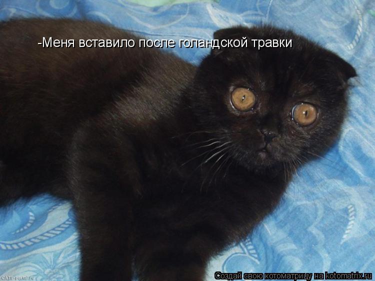 -Меня вставило после голандской травки... Котоматрица: -Меня вставило после голандской травки