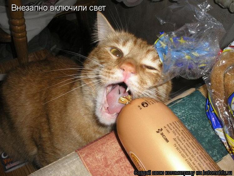 Внезапно включили свет... Котоматрица: Внезапно включили свет