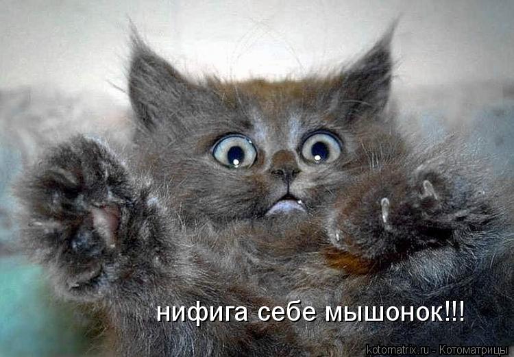 нифига себе мышонок!!!... Котоматрица: нифига себе мышонок!!!
