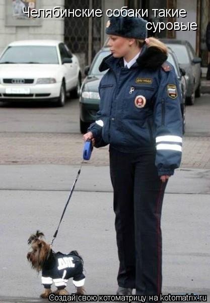 Челябинские собаки такие суровые... Котоматрица: Челябинские собаки такие суровые