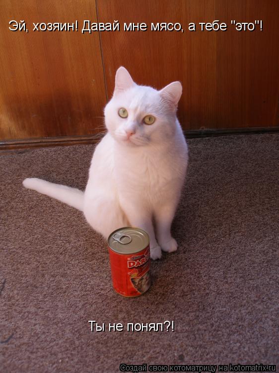 Эй, хозяин! Давай мне мясо, а тебе "это"! Ты не понял?!... Котоматрица: Эй, хозяин! Давай мне мясо, а тебе "это"! Ты не понял?!