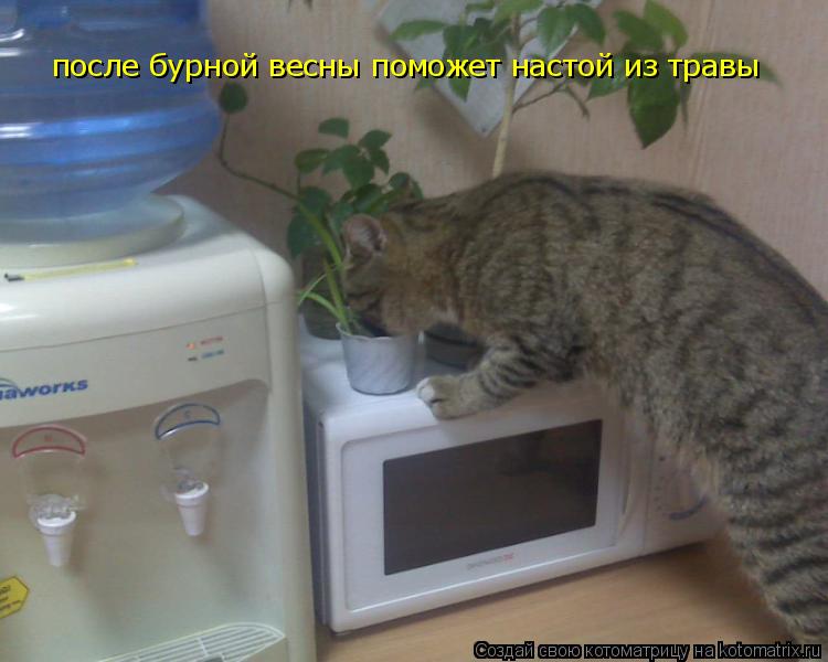 после бурной весны поможет настой из травы... Котоматрица: после бурной весны поможет настой из травы