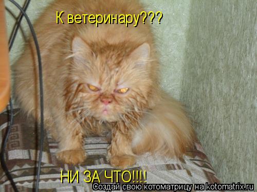 К ветеринару??? НИ ЗА ЧТО!!!!... Котоматрица: К ветеринару??? НИ ЗА ЧТО!!!!