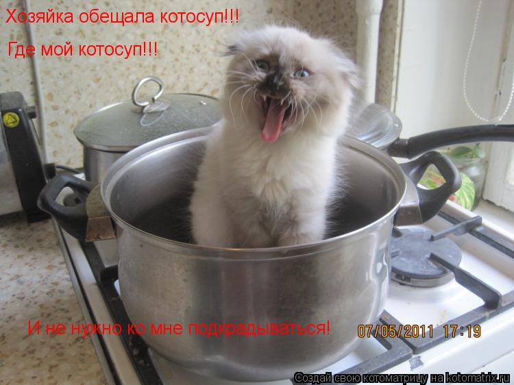 Хозяйка обещала котосуп!!! Где мой котосуп!!! И не нужно ко мне подкрадываться!... Котоматрица: Хозяйка обещала котосуп!!! Где мой котосуп!!! И не нужно ко мне подкрадываться!
