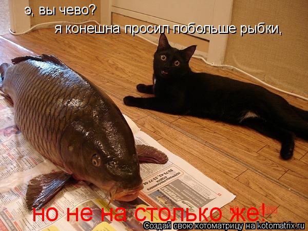 э, вы чево? я конешна просил побольше рыбки, но не на столько же!... Котоматрица: э, вы чево? я конешна просил побольше рыбки, но не на столько же!