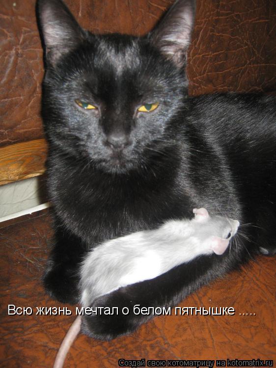 Котоматрица: Всю жизнь мечтал о белом пятнышке .....