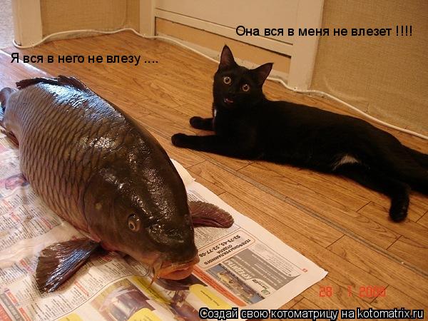 Котоматрица: Я вся в него не влезу .... Она вся в меня не влезет !!!!