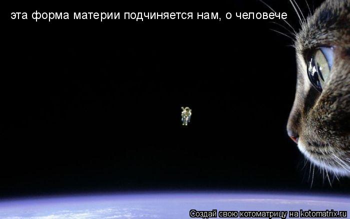Котоматрица: эта форма материи подчиняется нам, о человече