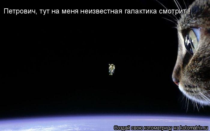 Котоматрица: Петрович, тут на меня неизвестная галактика смотрит !