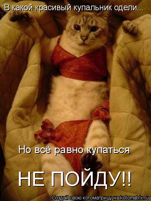 Котоматрица: В какой красивый купальник одели... Но всё равно купаться НЕ ПОЙДУ!!